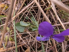 (c) Marios Thoma, some rights reserved (CC BY) Viola dacica, photograph (c) Marios Thoma, some rights reserved (CC BY)