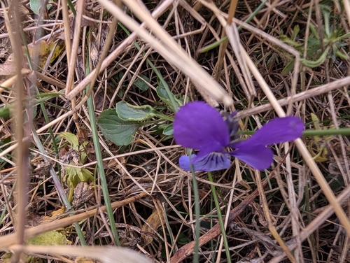 Viola dacica, photograph 3