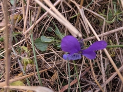 (c) Marios Thoma, some rights reserved (CC BY) Viola dacica, photograph (c) Marios Thoma, some rights reserved (CC BY)