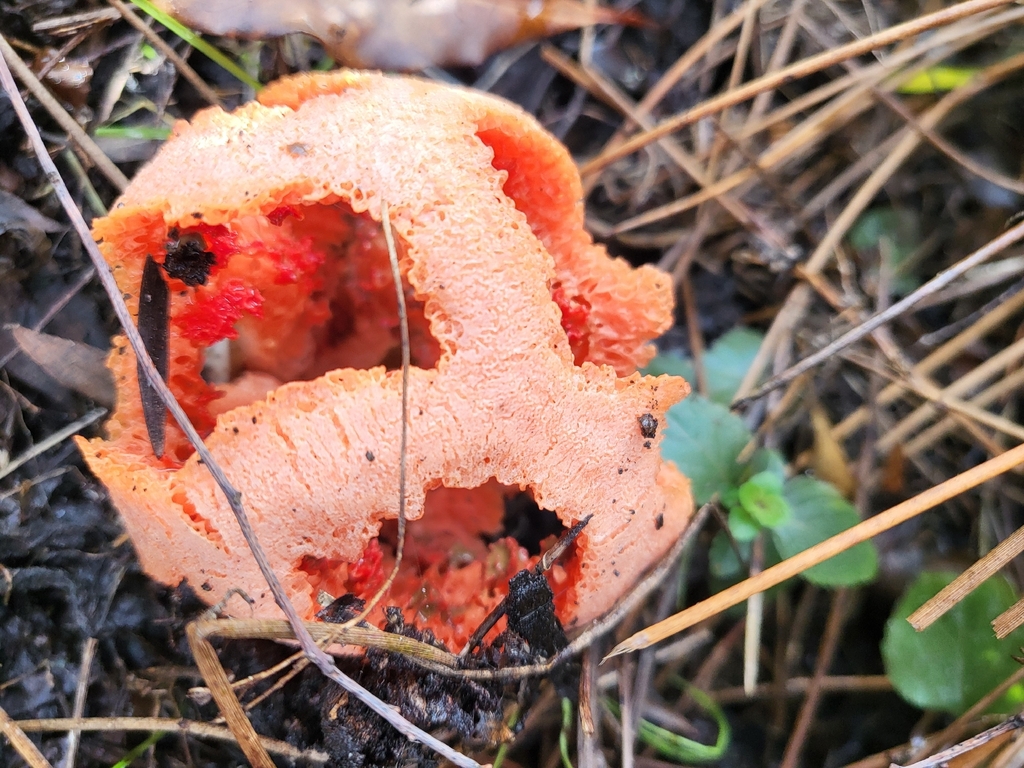 Clathrus ruber · November 2025 · photo: © pbrastow (iNaturalist, cc-by)