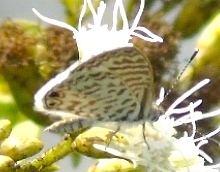 Leptotes cassius cassidula