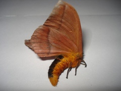 Ormiscodes cinnamomea