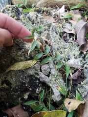Oplismenus hirtellus setarius