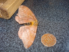 Ormiscodes cinnamomea