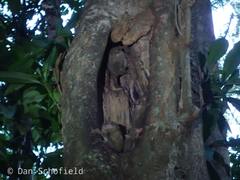 Tarsius spectrumgurskyae