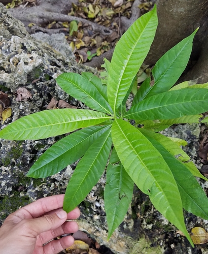 Alstonia macrophylla