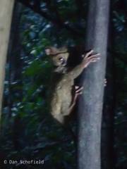 Tarsius spectrumgurskyae