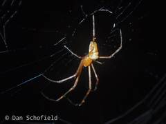 Leucauge granulata