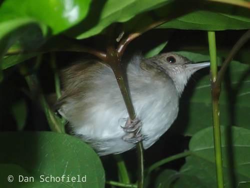 Sulawesi Babbler (Pellorneum celebense), photo 9