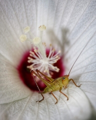 Orchelimum pulchellum