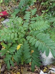 Simarouba