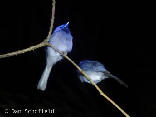Pale-blue Monarch (Hypothymis puella), photo 4