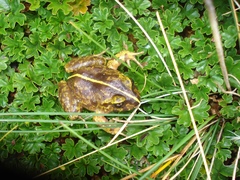 Eupsophus emiliopugini