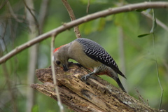 Melanerpes aurifrons