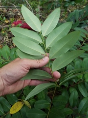 Simarouba