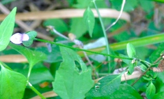 Dicliptera resupinata