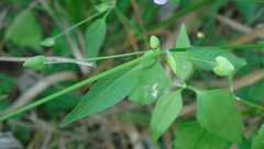 Dicliptera resupinata
