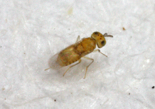 Aphytis hispanicus