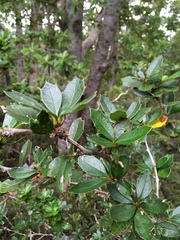 Berberis ilicifolia
