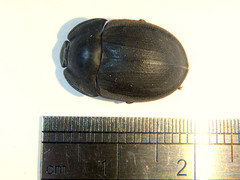 Celibe