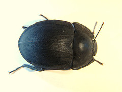 Celibe