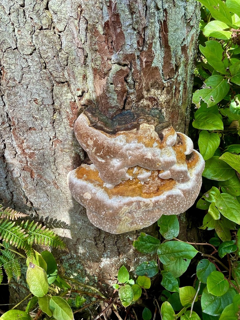 Fomitopsis mounceae · November 2025 · photo: © green_soul_photography (iNaturalist, cc-by)