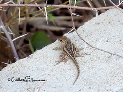 Sceloporus horridus