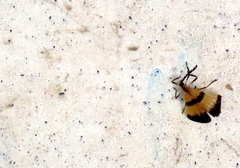 Calopteron terminale