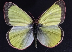 Colias pelidne pelidne