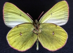 Colias pelidne pelidne