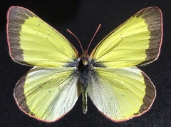 Colias pelidne pelidne