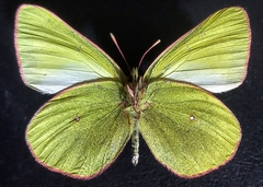 Colias pelidne pelidne