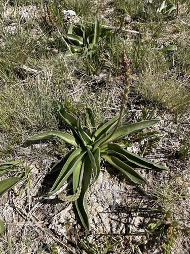 Saline Plantain (Plantago eriopoda)