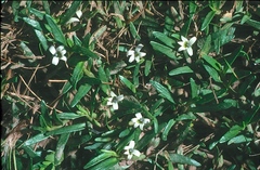 Lobelia gelida