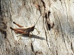 Phlaeoba antennata