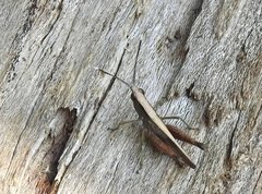 Phlaeoba antennata