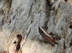 Phlaeoba antennata