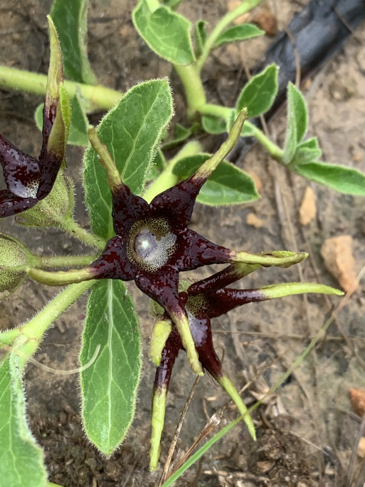 Ceropegia rehmannii