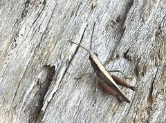 Phlaeoba antennata