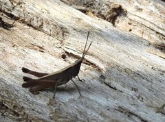Phlaeoba antennata