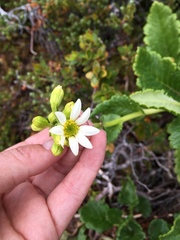 Senecio virens