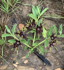 Brachystelma foetidum