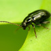 Spurge Flea Beetles - Photo (c) Katja Schulz, some rights reserved (CC BY)