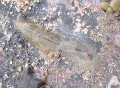 Flabelligera bicolor