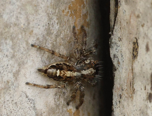Hyllus plexippoides