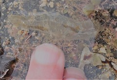 Flabelligera bicolor