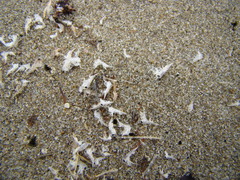 Themisto australis