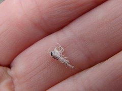 Themisto australis