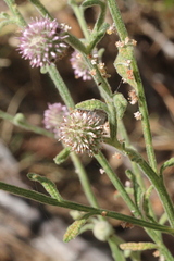 Pterocaulon sphacelatum