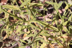 Pterocaulon sphacelatum